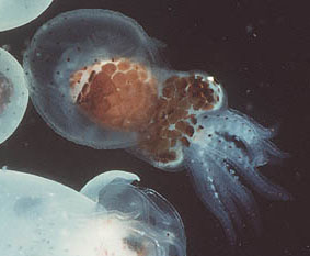 octopus larvae
