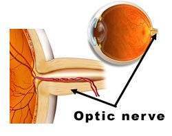 optic nerve