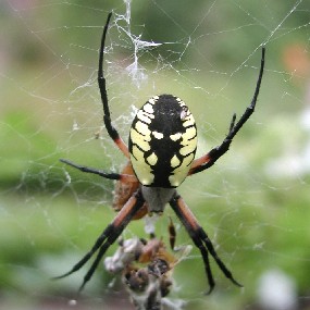 Black and Yellow Argiope