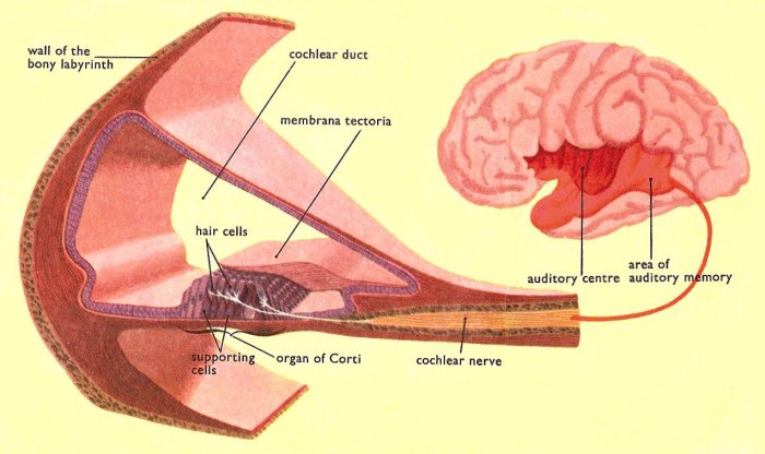 organ of Corti