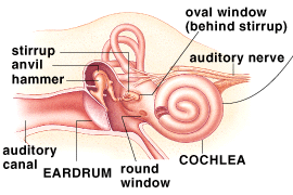 middle ear