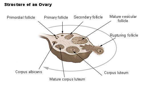 ovary