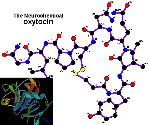 oxytocin