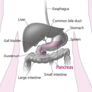 pancreas and neighboring organs