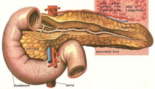 pancreas and the islets of Langerhans