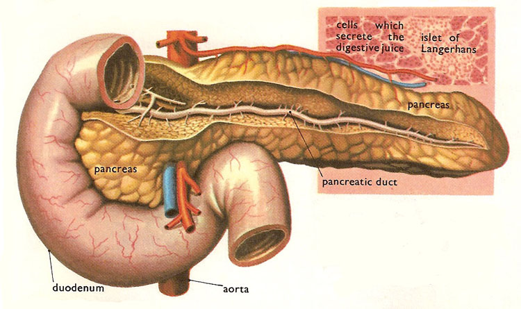 diagram of the pancreas