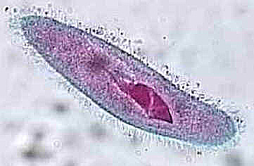 paramecium