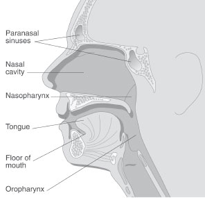 side view of structures in the head and neck
