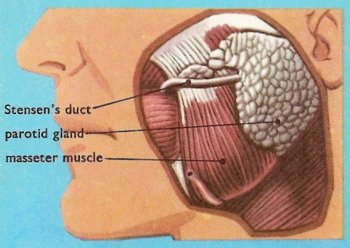 parotid gland