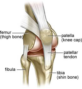 knee patella