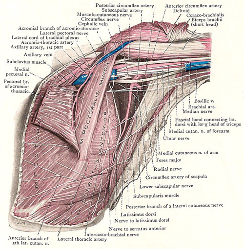 pectoralis major and minor, and contents of axilla