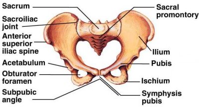 labeled diagram of the pelvis