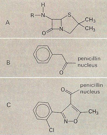 penicillin