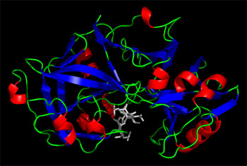 Pepsin in complex with pepstatin