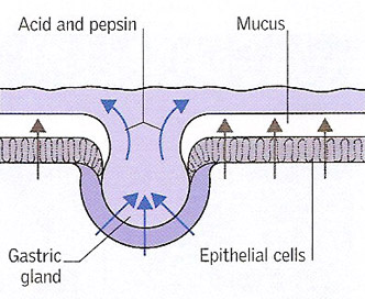 gastric lining