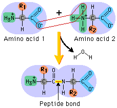 peptide bond