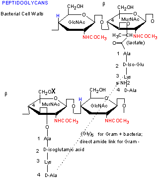 peptidoglycan structure in gram positive bacteria