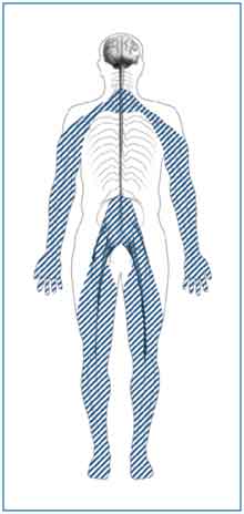 peripheral neuropathy