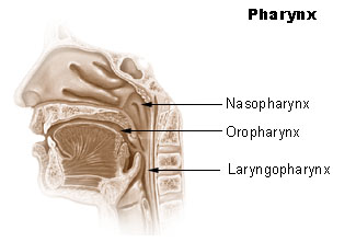 pharynxk