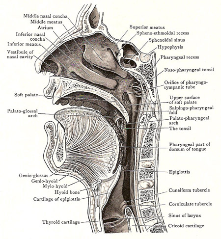 Sagittal section through the nose, mouth, pharynx, and larynx, a liitle to the right of the median plane