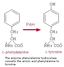 phenylalanine hydroxylase action