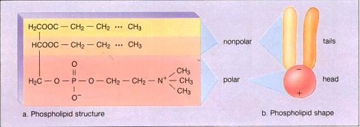 phospholipid