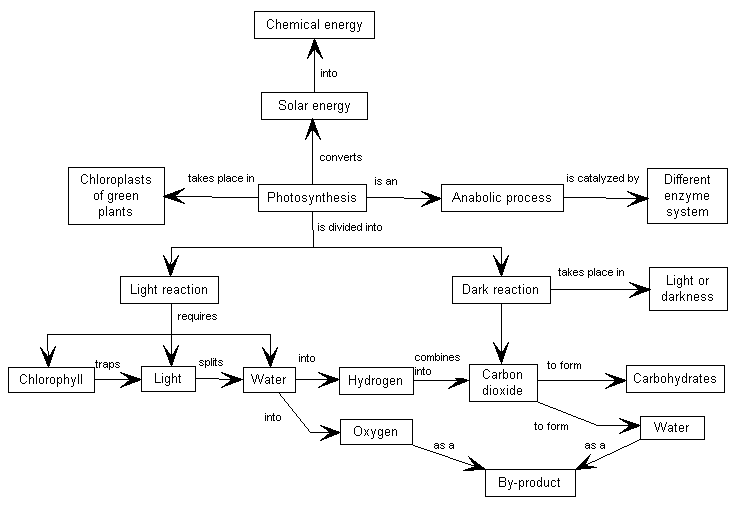 photosynthesis schematic