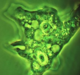 an amoeba showing pinocytosis