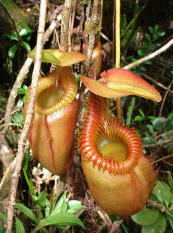 green pitcher plant