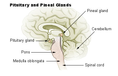 pituitary and pineal glands