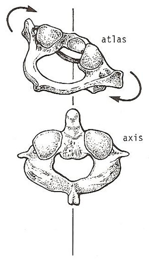 pivot joint: atlanto-axial joint