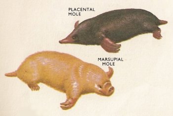 placental and marsupial moles