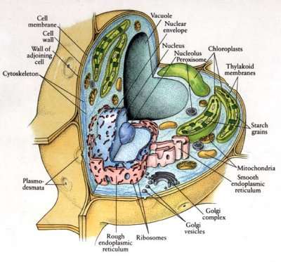 typical plant cell