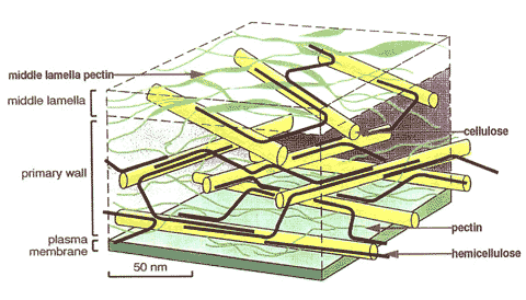 plant cell wall structure