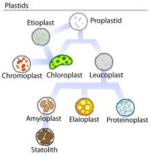 Types of plastid