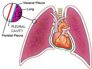 pleural cavity