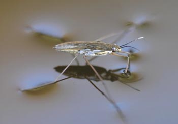 pond skater