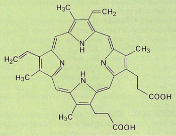 Isomer of protoporphyrin showing the typical porphyrin ring structure