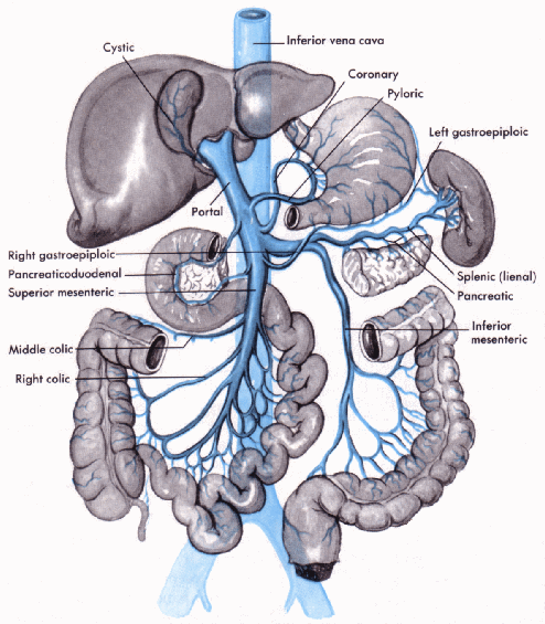 The portal vein and its tributaries