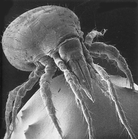 predatory mite