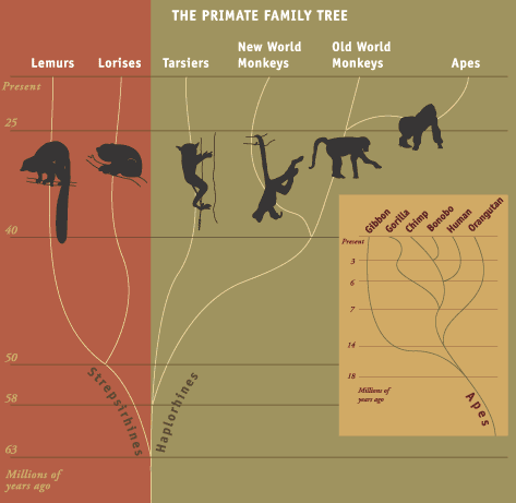 primate family tree