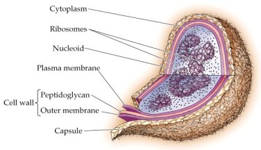 prokaryotic cell