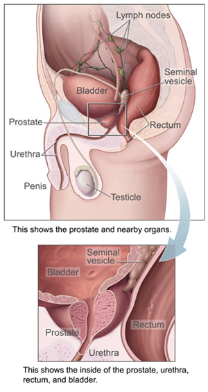 prostate gland