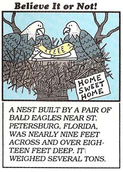 Record-breaking bald eagle nest