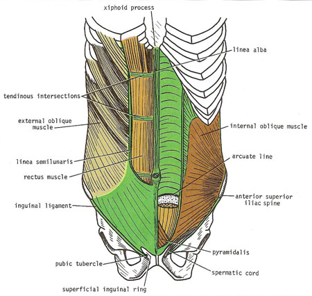 rectus abdominis