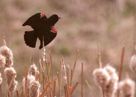 red-winged blackbird