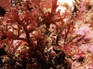 Red algae. Photo: Dept. Natural Resources and Parks, Water and Land Resources Division, Kings County, WA