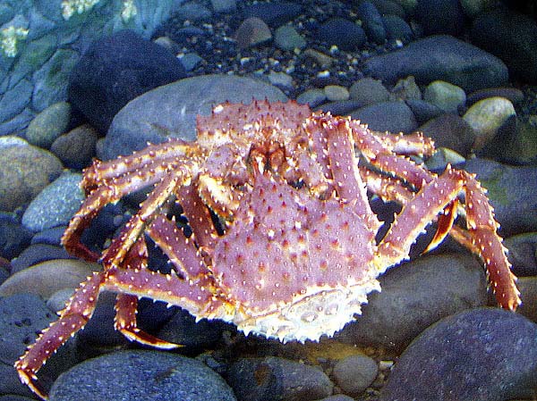 red king crab