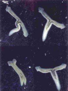 regeneration in planaria