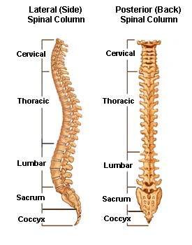 spinal column